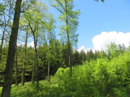 Možnost podepsat Petici &quot;Za podporu dobrovolného sdružování vlastníků lesů&quot; prodloužena do 30. dubna