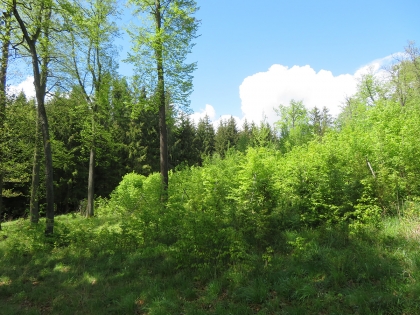 INFORMACE: Dodatek č. 1 k příspěvku na podporu adaptace lesních ekosystémů