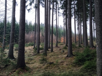 Vlastníci lesů: Dřevo je strategickou surovinou státu + VIDEO z XXII. Konference SVOL