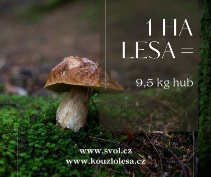 Máme díky hospodaření v lese