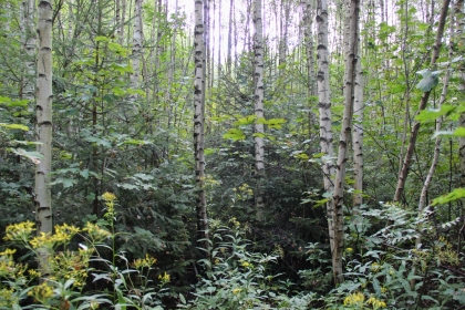 Soukromí vlastníci lesů: Na stole je kvalitní návrh novely zákona o myslivosti