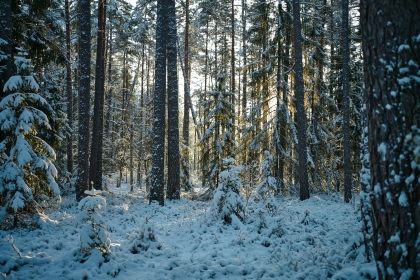 Vlastníci lesů ke sněhové kalamitě: Do lesa na procházku s rozumem v hrsti